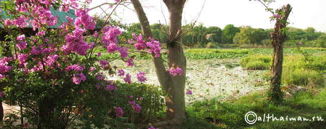 CHIANGRAI_CHIANG RAI CITY_ ЧИАНГ РАЙ_ЧАНГ РАЙ_ЧИАНГРАЙ 