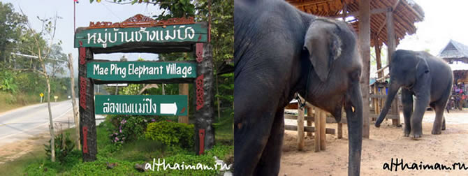 CHIANG MAI NORTH THAILAND HOTELS HOSTELS RESORTS BUNGALOWS_      _maepingelephant