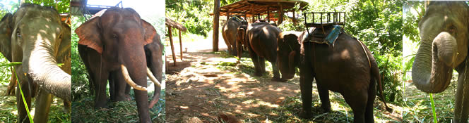 MAE WANG ELEFANT  CHIANG MAI THAILAND_ ЧИАНГ МАЙ ЧАНГ МЕЙ ТАИЛАНД