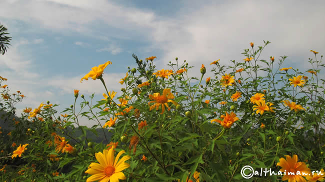 THA TON_CHIANG MAI_��� ���_����� ���_�������� �������