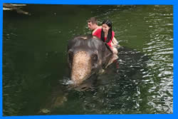 Koh Chang Elephant Trekking, Koh Chang Activities