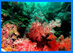 Hin Klang reef  diving and snorkeling