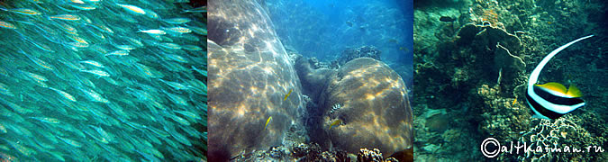 KOH TAO KOHTAO KOTAO KO TAO ISLAND_ОСТРОВ КОХ ТАО КО ТАО ТАУ КОТАУ КОТАО КОХТАО ТАИЛАНД