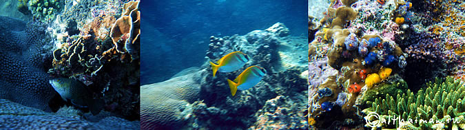 KOH TAO KOHTAO KOTAO KO TAO ISLAND_ОСТРОВ КОХ ТАО КО ТАО ТАУ КОТАУ КОТАО КОХТАО ТАИЛАНД
