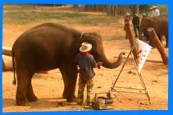 Слоны & Погонщики на Пхукете