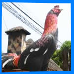 Ресторан Big Chicken