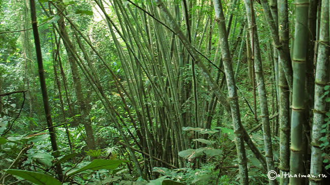 FANG HOT SPRINGS CHIANG MAI_DOI PHA HOM POK NATIONAL PARK_ЧИАНГ МАЙ ЧАНГ МЭЙ СЕВЕРНЫЙ ТАИЛАНД