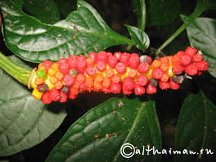 THILOSU_TILORSU_TILOSU_UMPANG_THAILAND_УМПАНГ_ВОДОПАД ТИЛОСУ_ТАИЛАНД