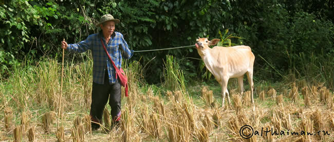 THILOSU_TILORSU_TILOSU_UMPANG_THAILAND_УМПАНГ_ВОДОПАД ТИЛОСУ_ТАИЛАНД