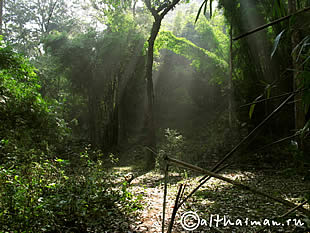 THILOSU_TILORSU_TILOSU_UMPANG_THAILAND_УМПАНГ_ВОДОПАД ТИЛОСУ_ТАИЛАНД