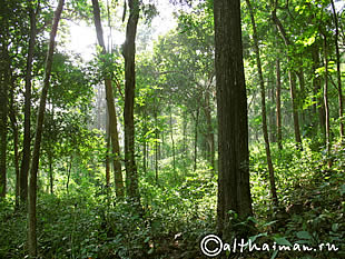 THILOSU_TILORSU_TILOSU_UMPANG_THAILAND_УМПАНГ_ВОДОПАД ТИЛОСУ_ТАИЛАНД