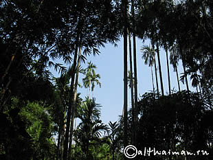 THILOSU_TILORSU_TILOSU_UMPANG_THAILAND_УМПАНГ_ВОДОПАД ТИЛОСУ_ТАИЛАНД