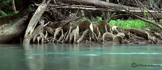 THILOSU_TILORSU_TILOSU_UMPANG_THAILAND_УМПАНГ_ВОДОПАД ТИЛОСУ_ТАИЛАНД