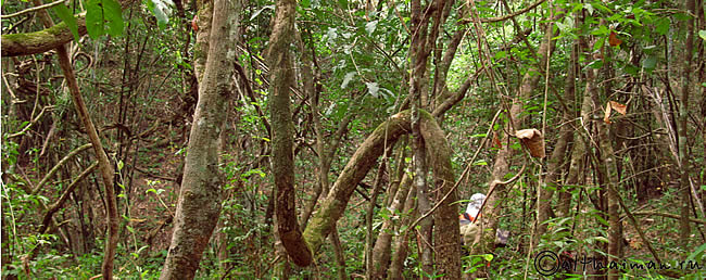 THILOSU_TILORSU_TILOSU_UMPANG_THAILAND_УМПАНГ_ВОДОПАД ТИЛОСУ_ТАИЛАНД