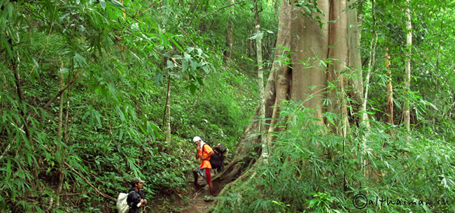 THILOSU_TILORSU_TILOSU_UMPANG_THAILAND_УМПАНГ_ВОДОПАД ТИЛОСУ_ТАИЛАНД