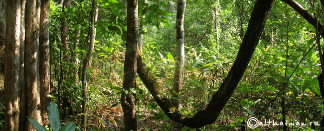 THILOSU_TILORSU_TILOSU_UMPANG_THAILAND_УМПАНГ_ВОДОПАД ТИЛОСУ_ТАИЛАНД