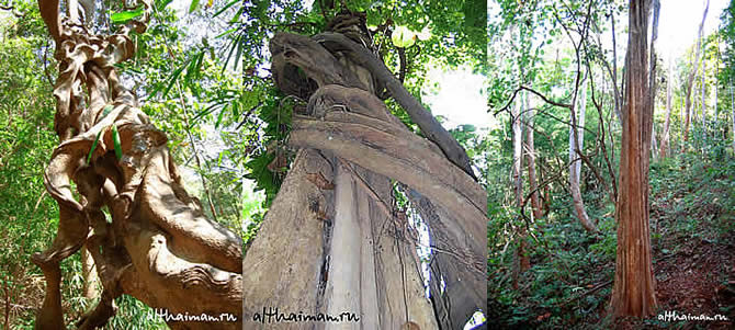 ВОДОПАД МЕ СА_CHIANG MAI NORTH THAILAND HOTELS HOSTELS RESORTS BUNGALOWS_ ЧИАНГ МАЙ ЧАНГ МЕЙ СЕВЕРНЫЙ ТАИЛАНД_MAE SA  WATERFALL