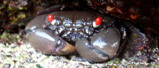 MU KO SURIN ISLANDS TAILAND_ОСТРОВА МУ КО СУРИН ТАИЛАНД