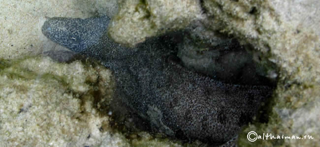 MU KO SURIN ISLANDS TAILAND_ОСТРОВА МУ КО СУРИН ТАИЛАНД