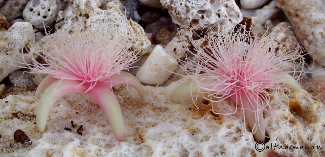 MU KO SURIN ISLANDS TAILAND_ОСТРОВА МУ КО СУРИН ТАИЛАНД