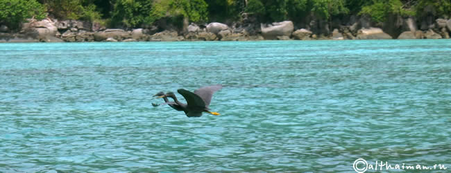 MU KO SURIN ISLANDS TAILAND_ОСТРОВА МУ КО СУРИН ТАИЛАНД