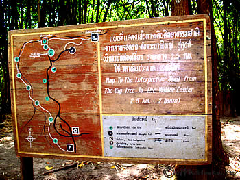 KRABACH TREE_CHIANG MAI_TAK_ДЕРЕВЬЯ КРАБАК_ЧИАНГ МАЙ