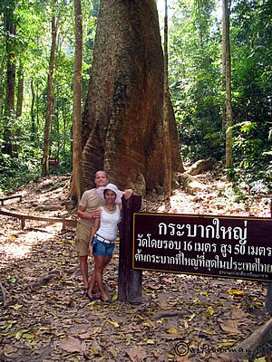 KRABACH TREE_CHIANG MAI_TAK_ДЕРЕВЬЯ КРАБАК_ЧИАНГ МАЙ