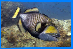 Marine Life found in Koh Phangan