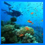 Koh Phangan Diving